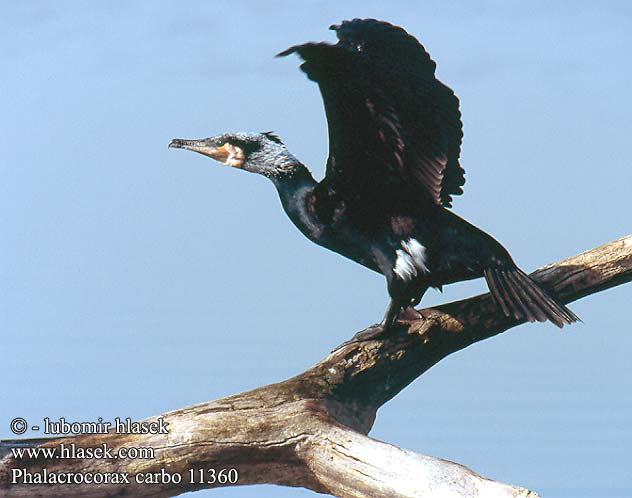 Phalacrocorax carbo 11360