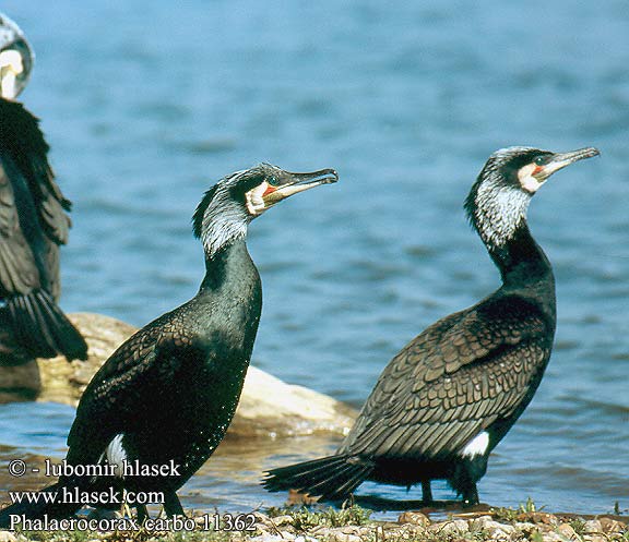 Phalacrocorax carbo Cormorant kormorán velký