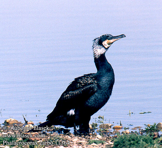 Phalacrocorax carbo Grand Cormoran Cormorán Grande Cormorano