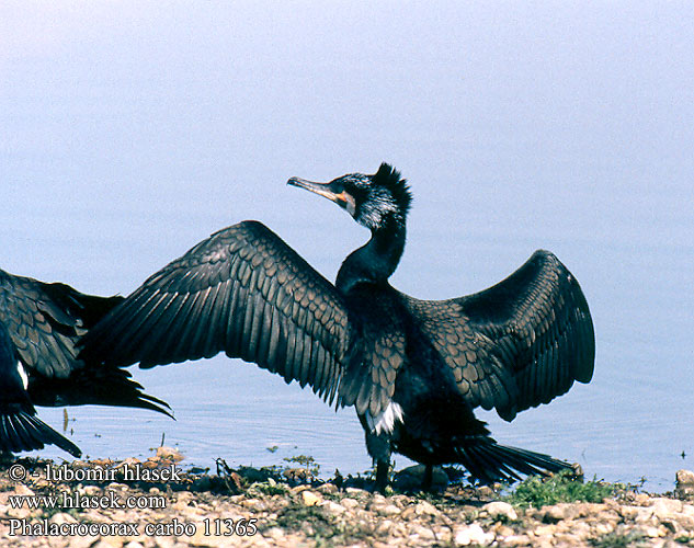 Phalacrocorax carbo kormorán velký veľký