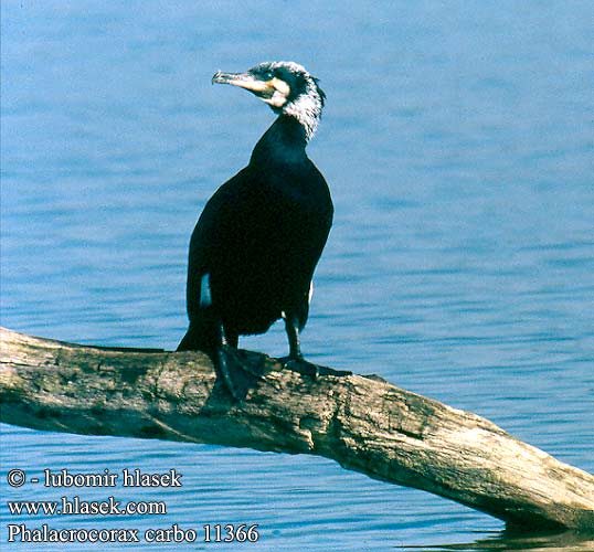 Phalacrocorax carbo Cormorant Kormoran Grand Cormoran