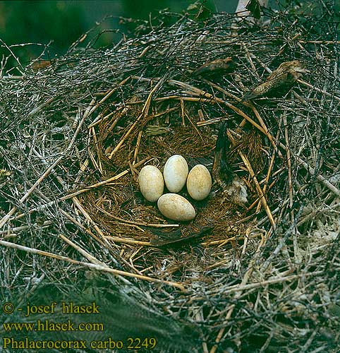 nest eggs Kormorán velký veľký Skarv Aalscholver