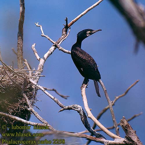 Kormorán velký veľký Skarv Aalscholver Merimetso Cormorano