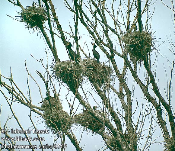 Phalacrocorax carbo 8569