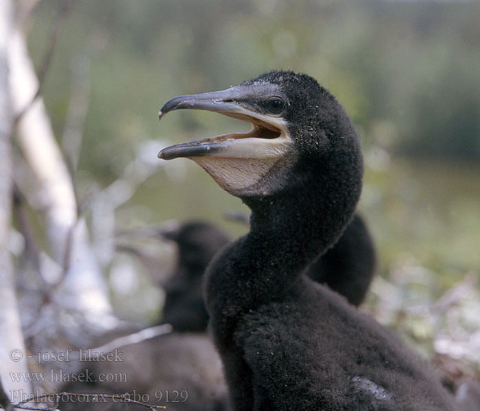 Phalacrocorax carbo Cormorant