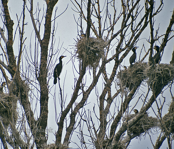 Phalacrocorax carbo Grand Cormoran