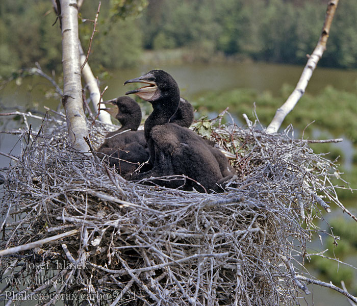 Phalacrocorax carbo Kormorán velký