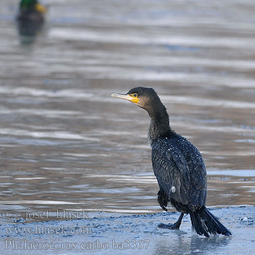 Phalacrocorax carbo ba3367