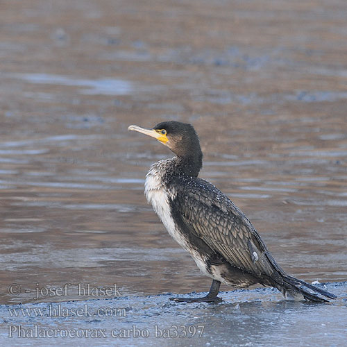 Phalacrocorax carbo ba3397