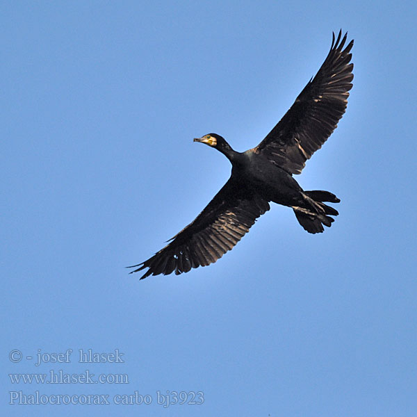 Phalacrocorax carbo bj3923