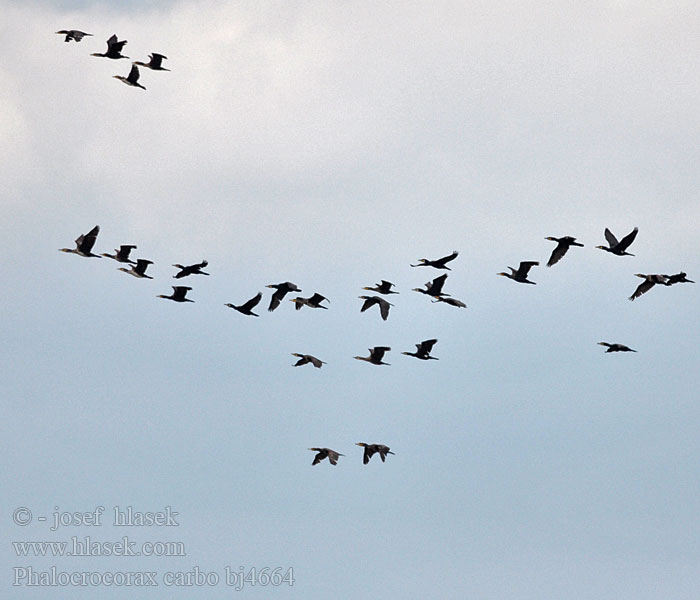 Karabatak קורמורן גדול Phalacrocorax carbo