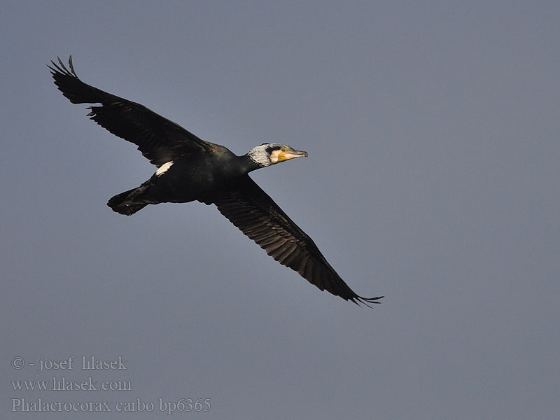 Cormorant Kormoran Grand Cormoran Cormorán Grande Kormorán velký