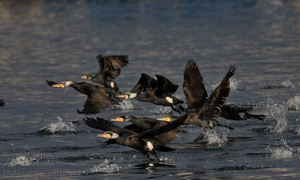 Cormorant Kormoran Grand Cormoran Cormorán Grande Kormorán velk