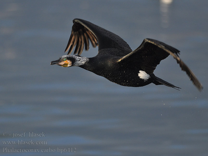 Cormorant Kormoran Grand Cormoran Cormorán Grande Kormorán velk