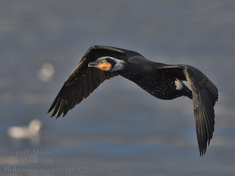 Cormorant Kormoran Grand Cormoran Cormorán Grande Kormorán velk