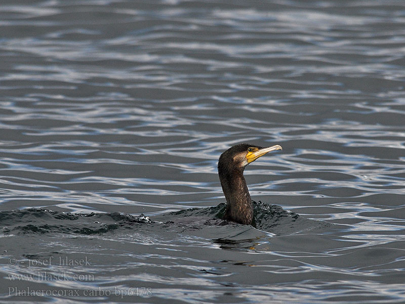 Phalacrocorax carbo bp6478