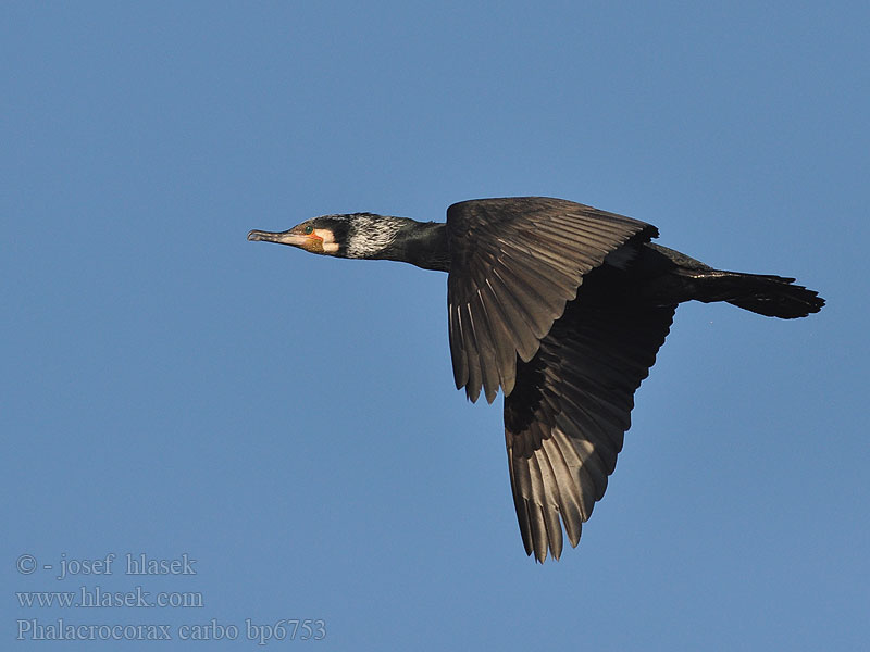 Cormorant Kormoran Grand Cormoran Cormorán Grande Kormorán velk