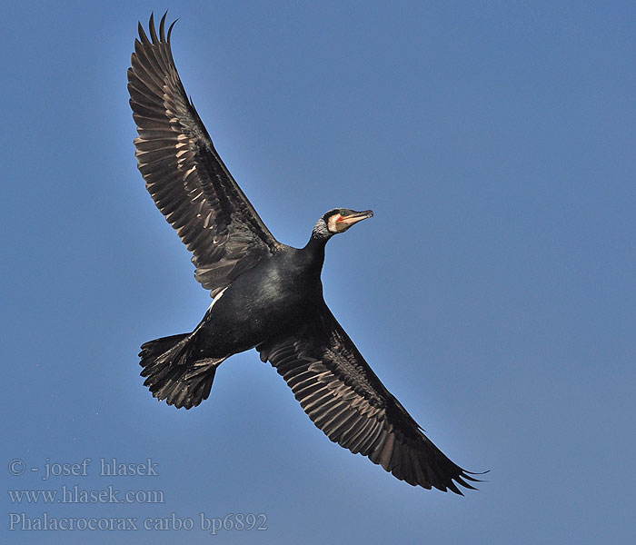 Cormorant Kormoran Grand Cormoran Cormorán Grande Kormorán velk