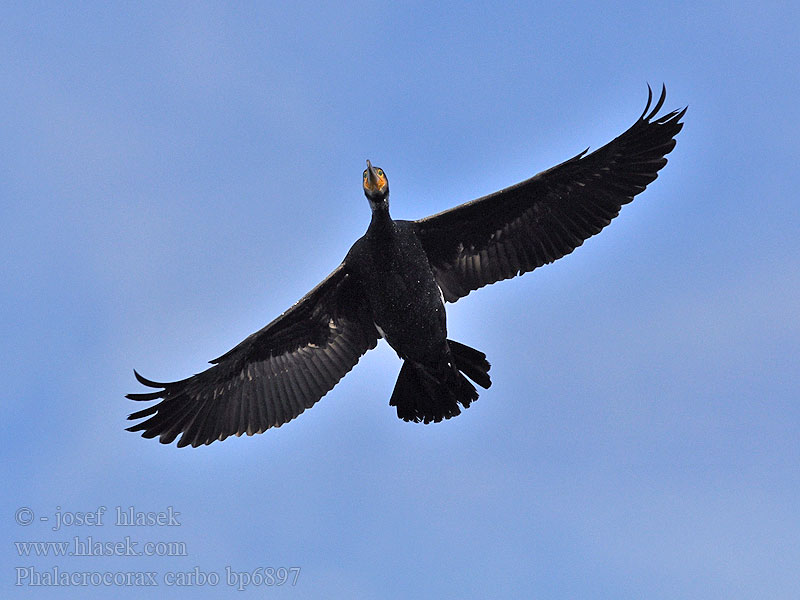 Cormorant Kormoran Grand Cormoran Cormorán Grande Kormorán velk