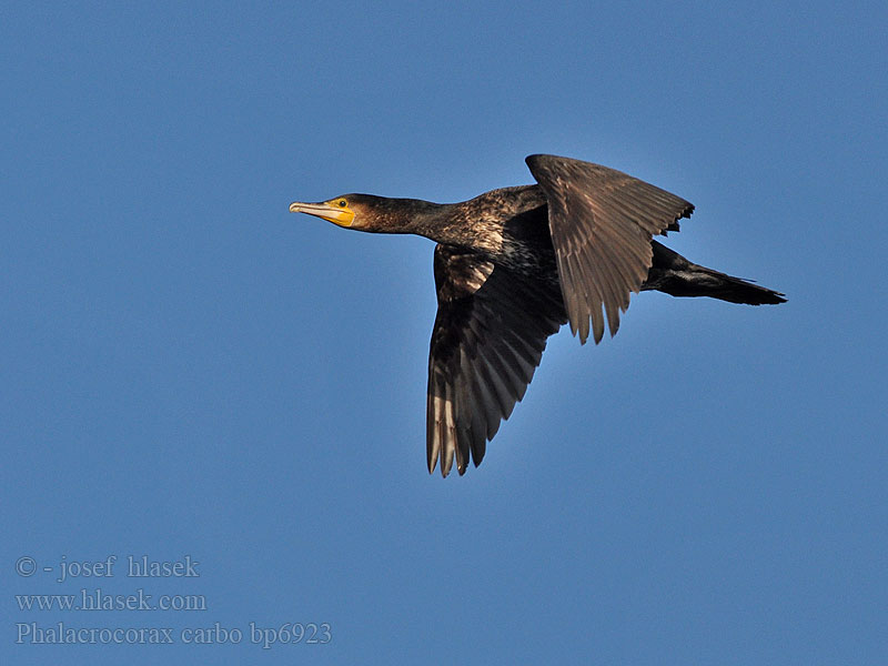 Cormorant Kormoran Grand Cormoran Cormorán Grande Kormorán velk