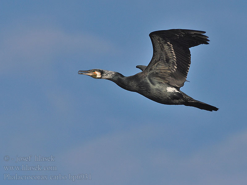 Phalacrocorax carbo bp6931