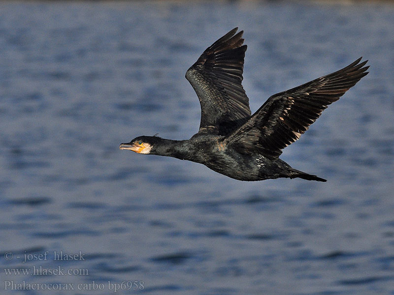 Cormorant Kormoran Grand Cormoran Cormorán Grande Kormorán velk