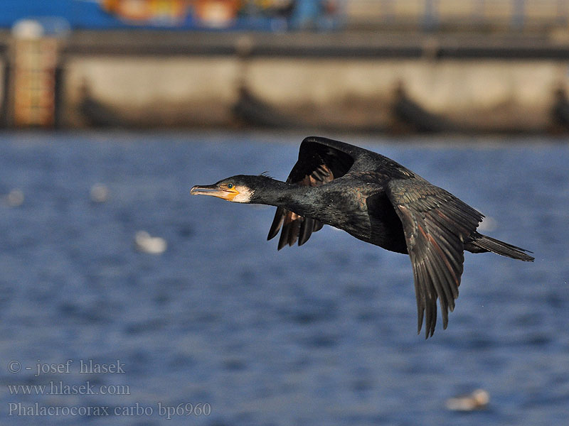 Phalacrocorax carbo bp6960