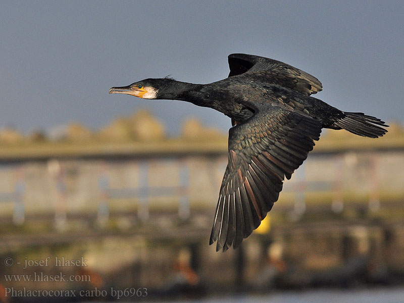 Phalacrocorax carbo bp6963