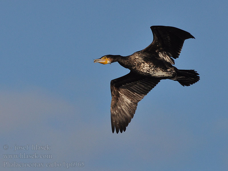 Cormorant Kormoran Grand Cormoran Cormorán Grande Kormorán velk