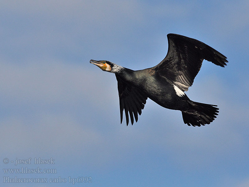 Cormorant Kormoran Grand Cormoran Cormorán Grande Kormorán velk