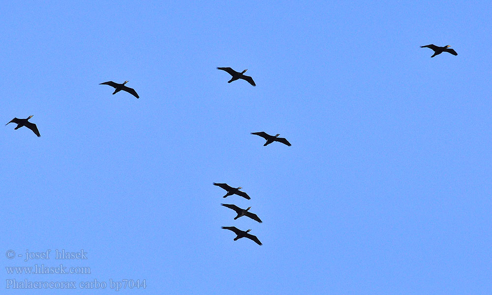 Phalacrocorax carbo bp7044