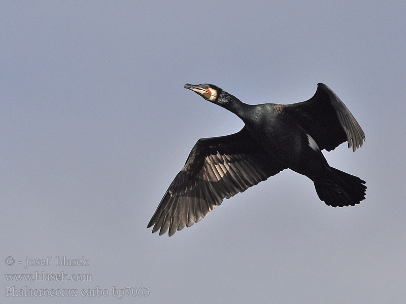 Cormorant Kormoran Grand Cormoran Cormorán Grande Kormorán velk