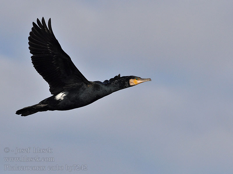 Phalacrocorax carbo bp7242