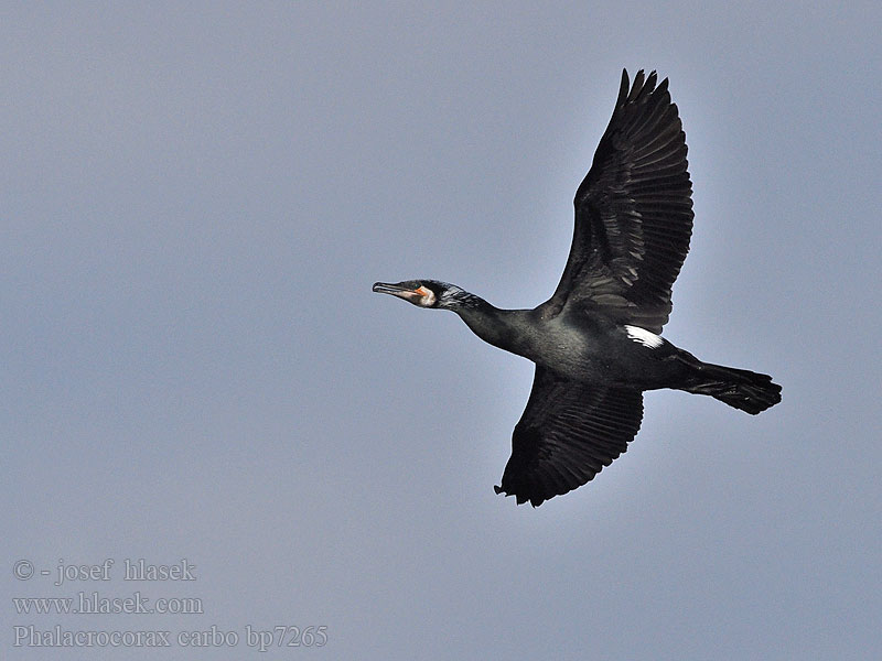 Phalacrocorax carbo bp7265