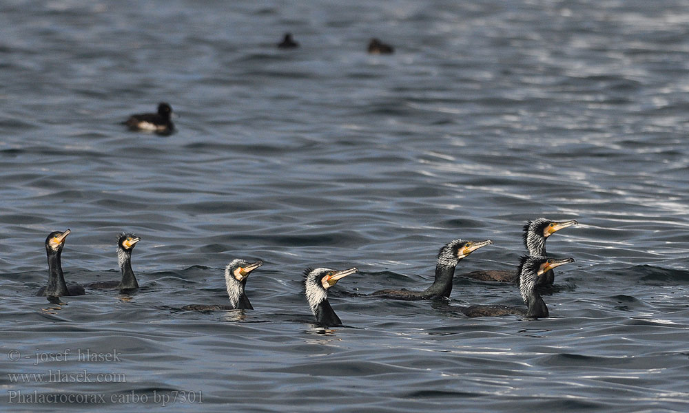 Phalacrocorax carbo bp7301