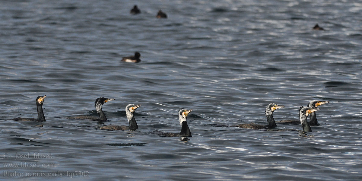 Phalacrocorax carbo bp7302