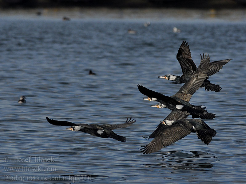 Cormorant Kormoran Grand Cormoran Cormorán Grande Kormorán velk