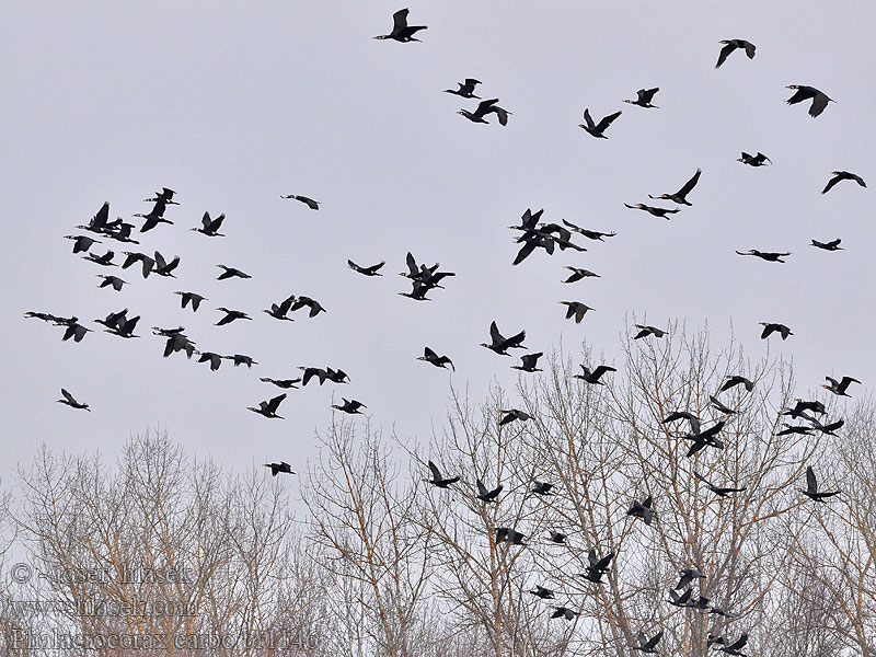 Phalacrocorax carbo Cormorant Kormoran Grand Cormoran