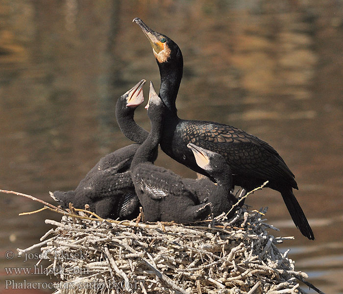 Kormorán velký Phalacrocorax carbo