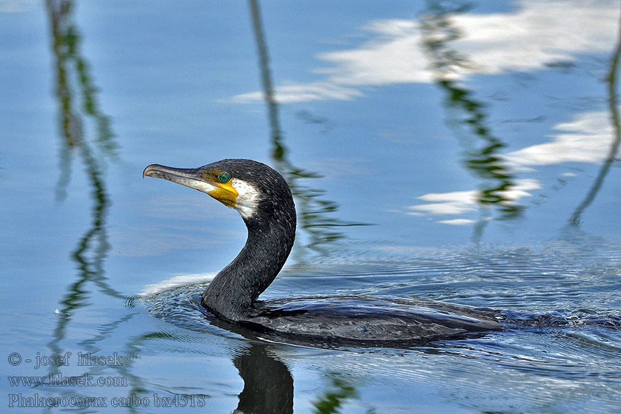 Cormorán Grande Kormorán velký veľký Phalacrocorax carbo