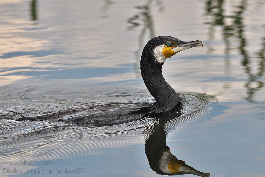 Skarv Aalscholver Merimetso Cormorano Storskarv Phalacrocorax carbo