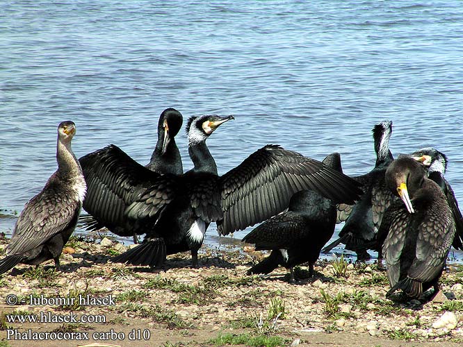 Phalacrocorax carbo d10