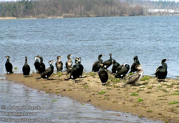 Phalacrocorax carbo d11