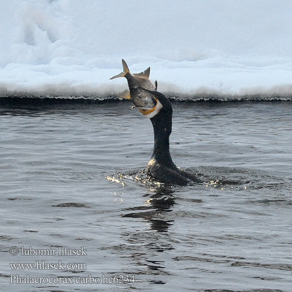 Cormorant Kormoran Grand Cormoran Cormorán Grande Kormorán velk