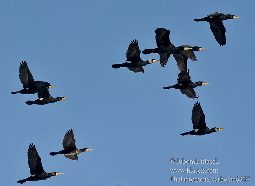 Cormorant Kormoran Grand Cormoran Cormorán Grande Kormorán velk