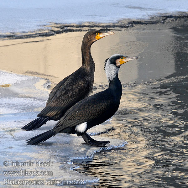 Cormorant Kormoran Grand Cormoran Cormorán Grande Kormorán velk