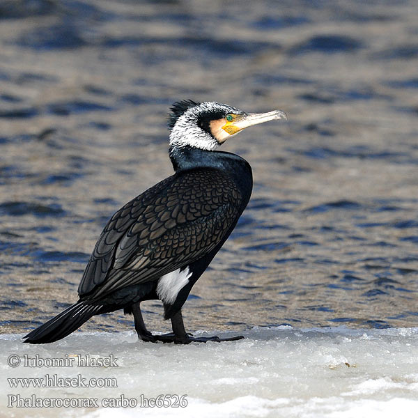 Cormorant Kormoran Grand Cormoran Cormorán Grande Kormorán velk