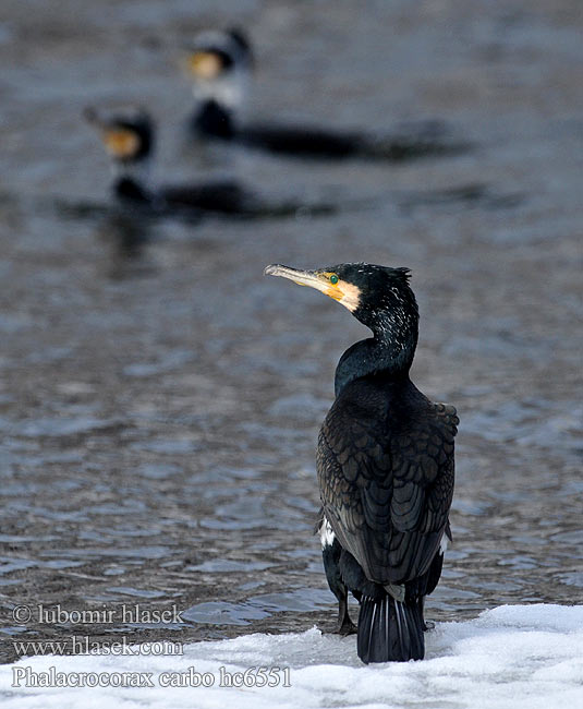 Cormorant Kormoran Grand Cormoran Cormorán Grande Kormorán velk