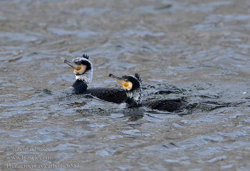 Cormorant Kormoran Grand Cormoran Cormorán Grande Kormorán velk