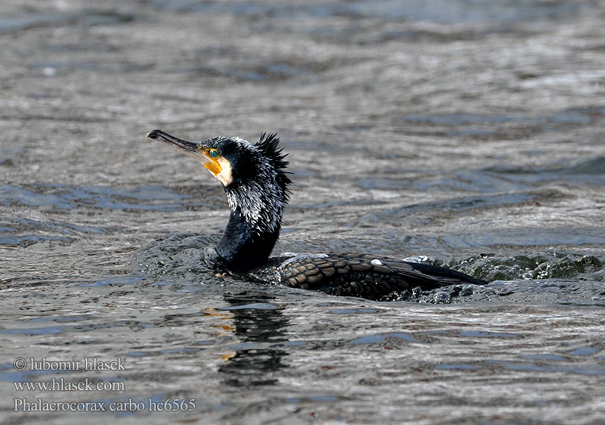 Phalacrocorax carbo hc6565